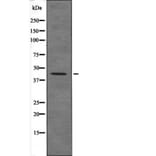 Western blot - Connexin 43 (Phospho-Ser373) Antibody from Signalway Antibody (12594) - Antibodies.com