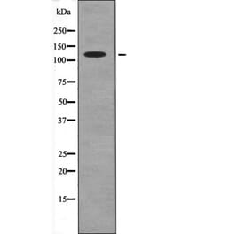 Western blot - Ack1 (Phospho-Tyr857+Tyr858) Antibody from Signalway Antibody (12658) - Antibodies.com