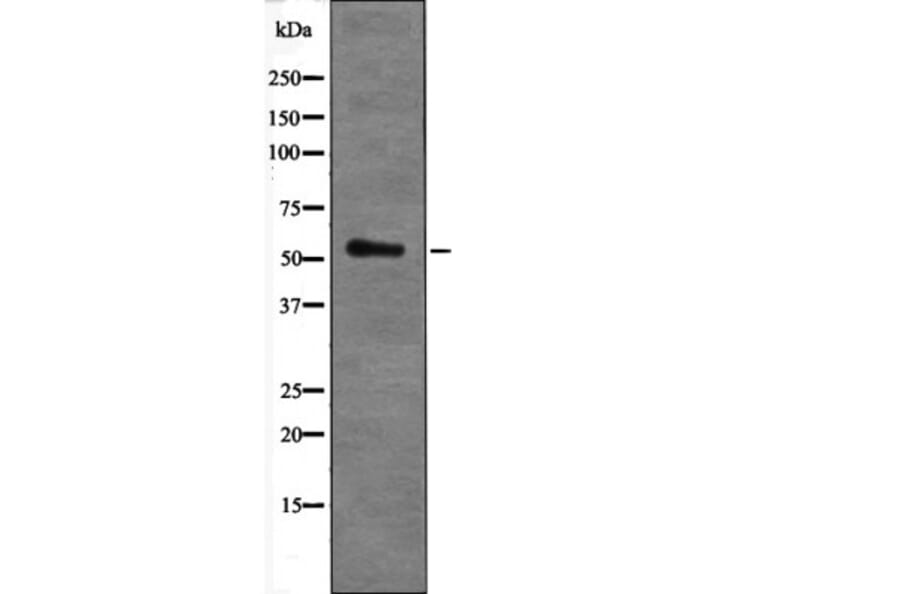 Western blot - AKT1 (Phospho-Ser473+Tyr474) Antibody from Signalway Antibody (12669) - Antibodies.com