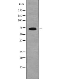 Western blot - SHC1 (Phospho-Tyr349+Tyr350) Antibody from Signalway Antibody (12698) - Antibodies.com