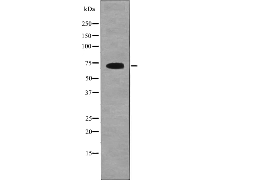 Western blot - SHC1 (Phospho-Tyr349+Tyr350) Antibody from Signalway Antibody (12698) - Antibodies.com