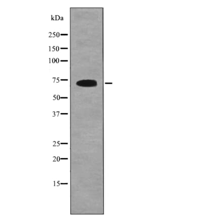 Western blot - SHC1 (Phospho-Tyr349+Tyr350) Antibody from Signalway Antibody (12698) - Antibodies.com