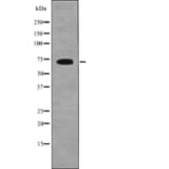 Western blot - SHC1 (Phospho-Tyr349+Tyr350) Antibody from Signalway Antibody (12698) - Antibodies.com