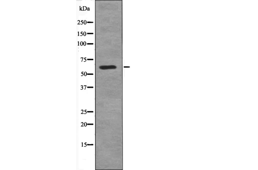 Western blot - Connexin 43 (Phospho-Ser279) Antibody from Signalway Antibody (12705) - Antibodies.com