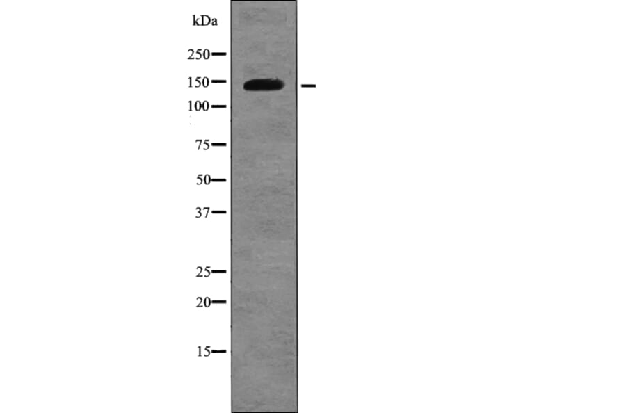 Western blot - Amyloid-βA4 (Phospho-Thr729) Antibody from Signalway Antibody (12742) - Antibodies.com