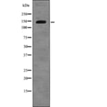 Western blot - Amyloid-βA4 (Phospho-Thr729) Antibody from Signalway Antibody (12742) - Antibodies.com
