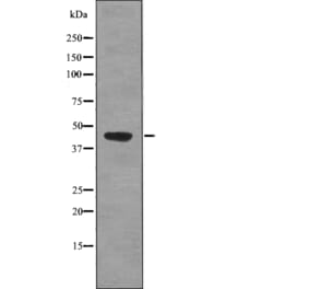 Western blot - PDHA1/2 (Phospho-Ser293/291) Antibody from Signalway Antibody (12774) - Antibodies.com