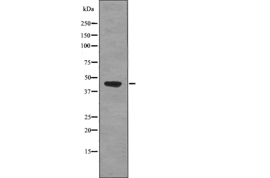 Western blot - PDHA1/2 (Phospho-Ser293/291) Antibody from Signalway Antibody (12774) - Antibodies.com
