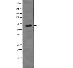 Western blot - Torc1/Crtc1 (Phospho-Ser151) Antibody from Signalway Antibody (12787) - Antibodies.com