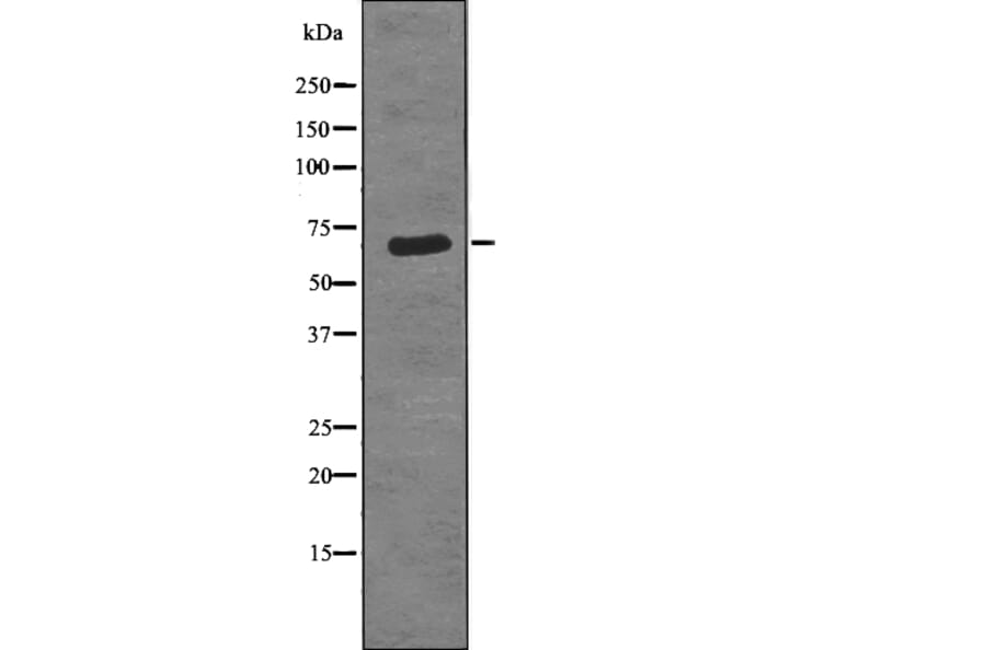 Western blot - Torc1/Crtc1 (Phospho-Ser151) Antibody from Signalway Antibody (12787) - Antibodies.com