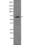 Western blot - Torc1/Crtc1 (Phospho-Ser151) Antibody from Signalway Antibody (12787) - Antibodies.com