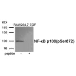 Western blot - NF-κB p100 (Phospho-Ser872) Antibody from Signalway Antibody (11919) - Antibodies.com