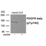 Western blot - PDGFR beta (Phospho-Tyr740) Antibody from Signalway Antibody (11941) - Antibodies.com