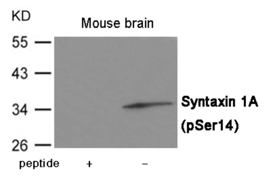 Western blot - Syntaxin 1A (Phospho-Ser14) Antibody from Signalway Antibody (12059) - Antibodies.com