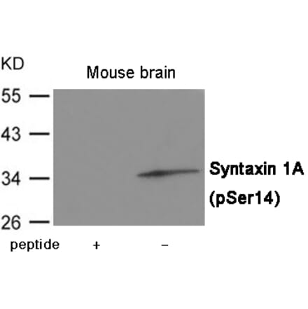 Western blot - Syntaxin 1A (Phospho-Ser14) Antibody from Signalway Antibody (12059) - Antibodies.com