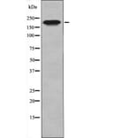 Western blot - MLC-2 (Phospho-Thr17+Ser18) Antibody from Signalway Antibody (12404) - Antibodies.com