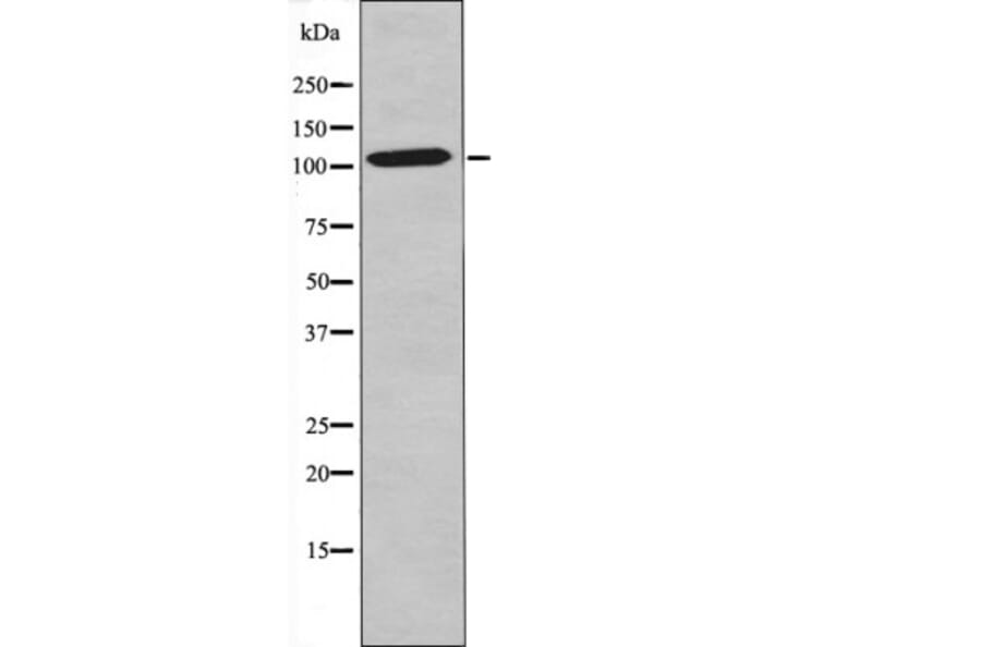 Western blot - NF-κB p105 (Phospho-Ser903) Antibody from Signalway Antibody (12407) - Antibodies.com