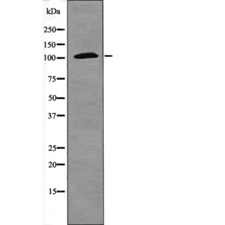 Western blot - NF-κB p105 (Phospho-Ser923) Antibody from Signalway Antibody (12408) - Antibodies.com