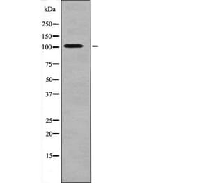 Western blot - PRK1/2 (Phospho-Thr774/816) Antibody from Signalway Antibody (12665) - Antibodies.com