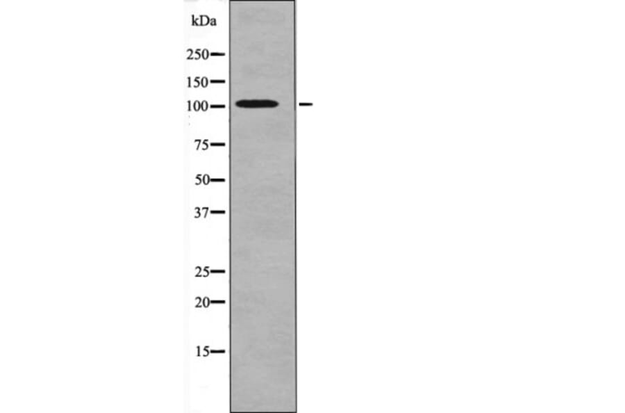 Western blot - PRK1/2 (Phospho-Thr774/816) Antibody from Signalway Antibody (12665) - Antibodies.com