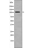 Western blot - PRK1/2 (Phospho-Thr774/816) Antibody from Signalway Antibody (12665) - Antibodies.com