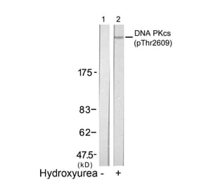 Western blot - DNA PKcs (Phospho-Thr2609) Antibody from Signalway Antibody (11167) - Antibodies.com