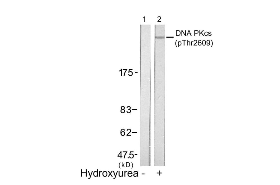 Western blot - DNA PKcs (Phospho-Thr2609) Antibody from Signalway Antibody (11167) - Antibodies.com