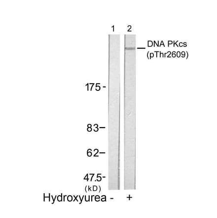 Western blot - DNA PKcs (Phospho-Thr2609) Antibody from Signalway Antibody (11167) - Antibodies.com