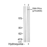 Western blot - DNA PKcs (Phospho-Thr2609) Antibody from Signalway Antibody (11167) - Antibodies.com