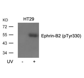Western blot - Ephrin-B2 (Phospho-Tyr330) Antibody from Signalway Antibody (11189) - Antibodies.com