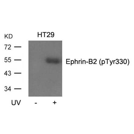 Western blot - Ephrin-B2 (Phospho-Tyr330) Antibody from Signalway Antibody (11189) - Antibodies.com