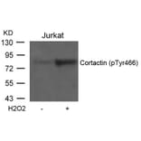 Western blot - Cortactin (Phospho-Tyr466) Antibody from Signalway Antibody (11272) - Antibodies.com