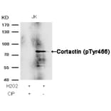 Western blot - Cortactin (Phospho-Tyr466) Antibody from Signalway Antibody (11272) - Antibodies.com