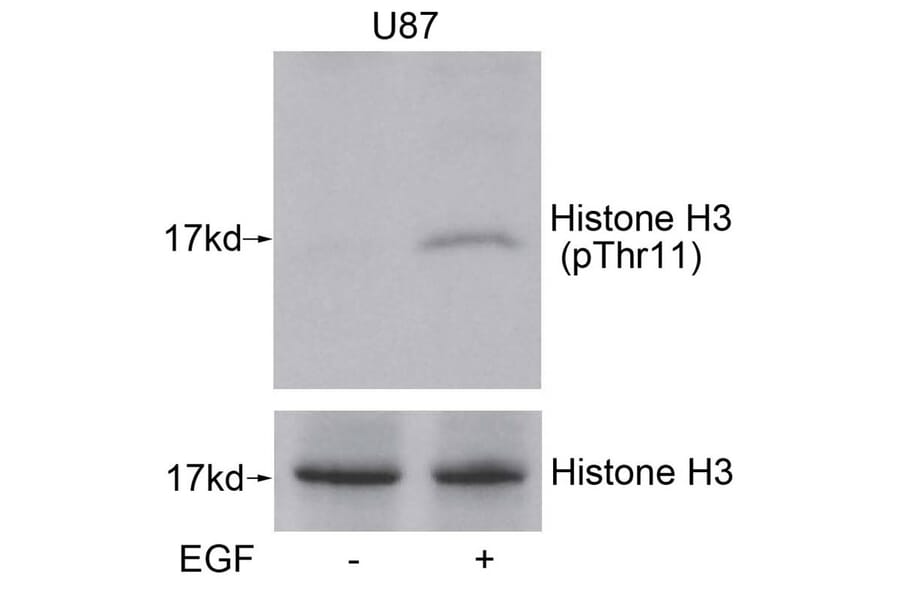 Western blot - Histone H3 (Phospho-Thr11) Antibody from Signalway Antibody (11577) - Antibodies.com