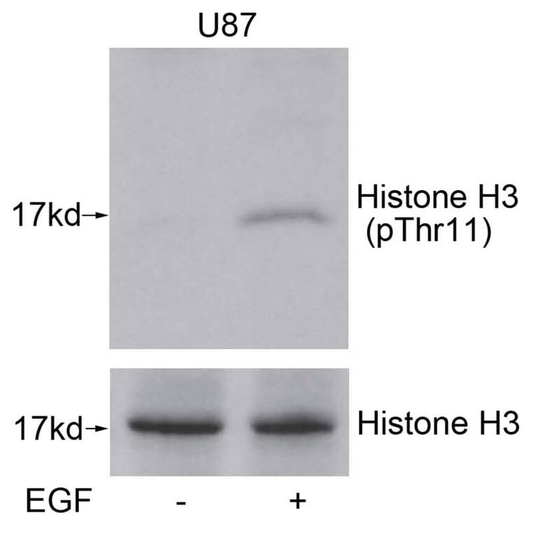Western blot - Histone H3 (Phospho-Thr11) Antibody from Signalway Antibody (11577) - Antibodies.com