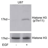 Western blot - Histone H3 (Phospho-Thr11) Antibody from Signalway Antibody (11577) - Antibodies.com