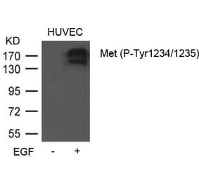 Western blot - Met (Phospho-Tyr1234/1235) Antibody from Signalway Antibody (11585) - Antibodies.com