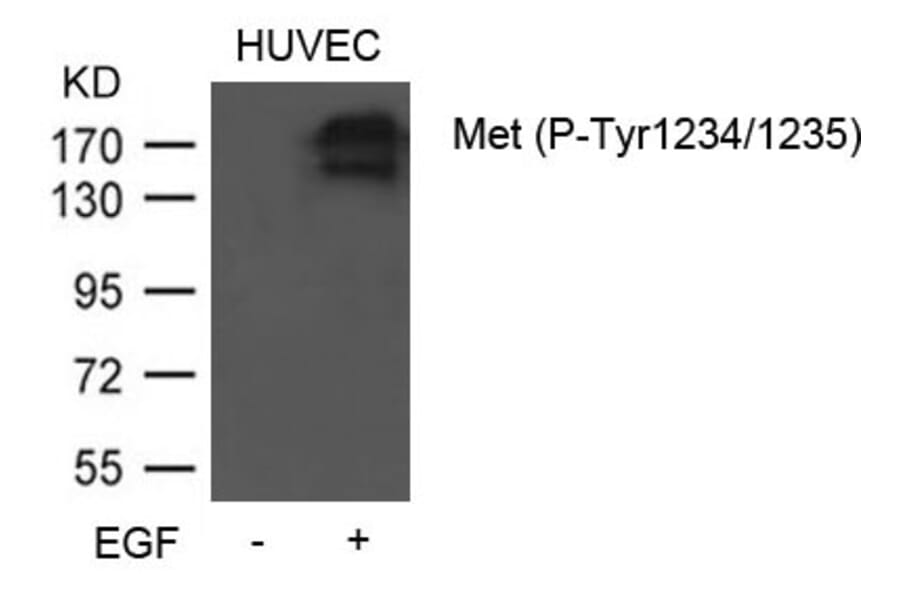 Western blot - Met (Phospho-Tyr1234/1235) Antibody from Signalway Antibody (11585) - Antibodies.com