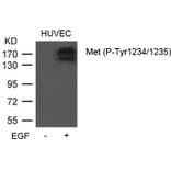 Western blot - Met (Phospho-Tyr1234/1235) Antibody from Signalway Antibody (11585) - Antibodies.com