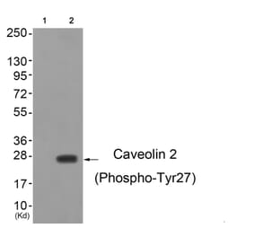 Western blot - Caveolin 2 (Phospho-Tyr27) Antibody from Signalway Antibody (11778) - Antibodies.com