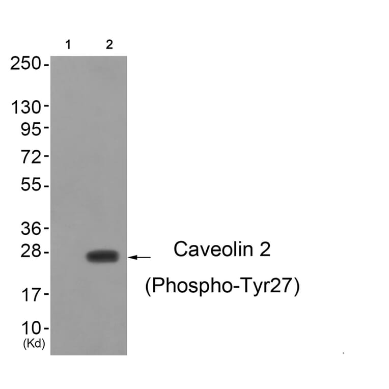 Western blot - Caveolin 2 (Phospho-Tyr27) Antibody from Signalway Antibody (11778) - Antibodies.com