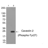 Western blot - Caveolin 2 (Phospho-Tyr27) Antibody from Signalway Antibody (11778) - Antibodies.com