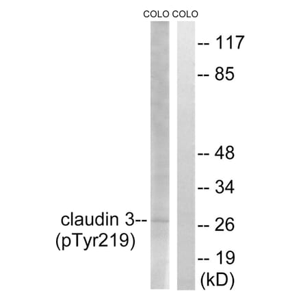Western blot - Claudin 3 (Phospho-Tyr219) Antibody from Signalway Antibody (11791) - Antibodies.com