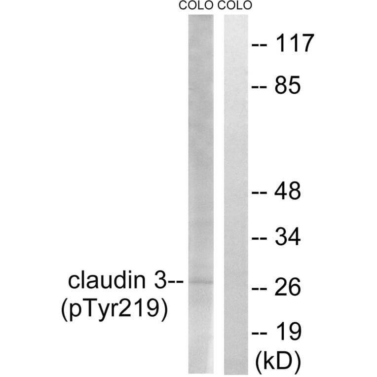 Western blot - Claudin 3 (Phospho-Tyr219) Antibody from Signalway Antibody (11791) - Antibodies.com