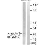 Western blot - Claudin 3 (Phospho-Tyr219) Antibody from Signalway Antibody (11791) - Antibodies.com