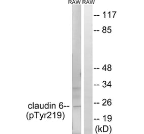 Western blot - Claudin 6 (Phospho-Tyr219) Antibody from Signalway Antibody (11793) - Antibodies.com