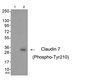 Western blot - Claudin 7 (Phospho-Tyr210) Antibody from Signalway Antibody (11794) - Antibodies.com
