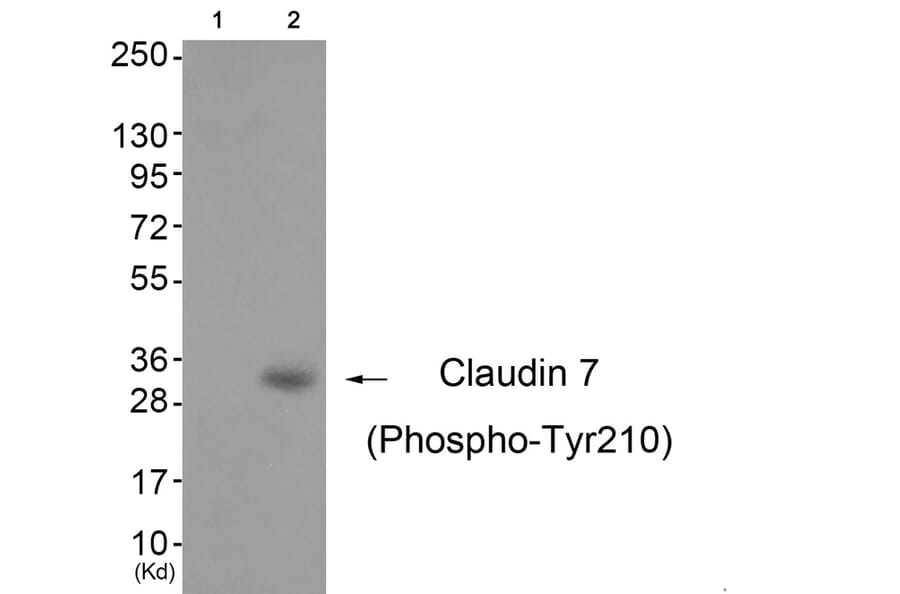Western blot - Claudin 7 (Phospho-Tyr210) Antibody from Signalway Antibody (11794) - Antibodies.com