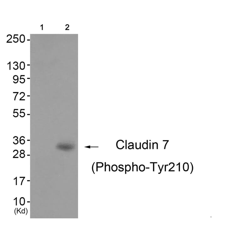 Western blot - Claudin 7 (Phospho-Tyr210) Antibody from Signalway Antibody (11794) - Antibodies.com