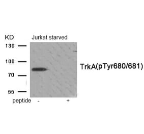 Western blot - Trk A (Phospho-Tyr680/681) Antibody from Signalway Antibody (11904) - Antibodies.com